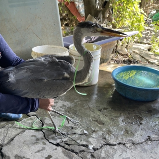 Chợ chim trời ven đô